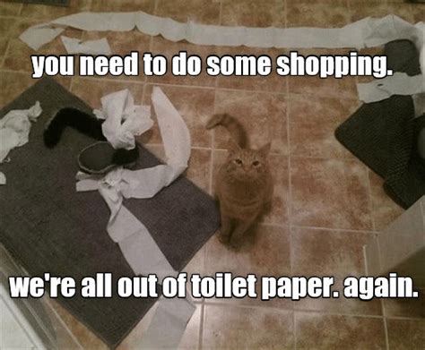Lolcats Toilet Paper Lol At Funny Cat Memes Funny Cat Pictures