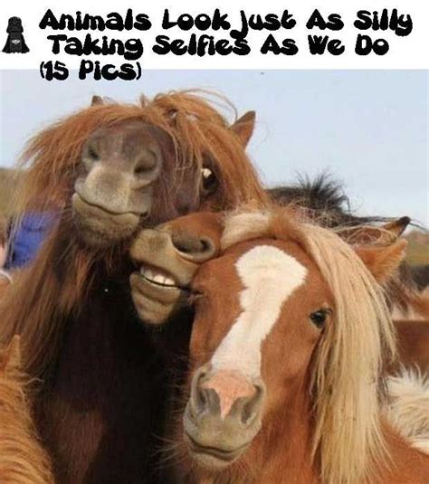 Animals Look Just As Silly Taking Selfies As We Do 15