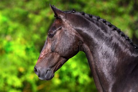 Horse Portrait In Motion Stock Image Image Of Mane Gallop 97859165