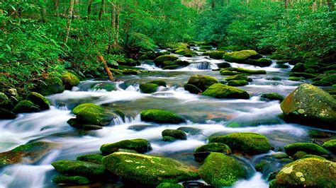Beautiful Untouched Nature Pristine Mountain River