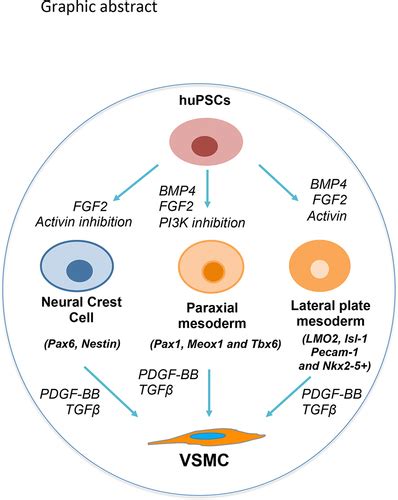 Differentiation And Application Of Induced Pluripotent Stem Cell