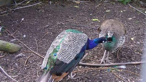 Peafowl Vs Peacock Youtube