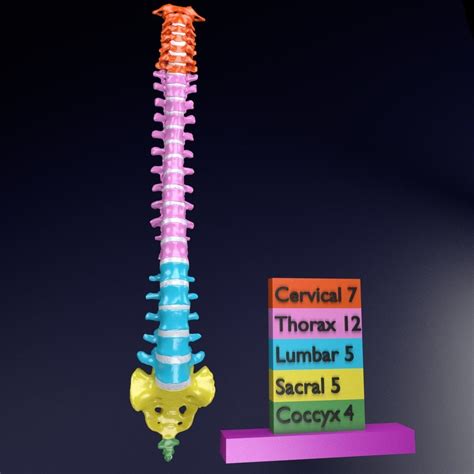 3d Vertebrae Vertebral Column Color Labelled Cgtrader