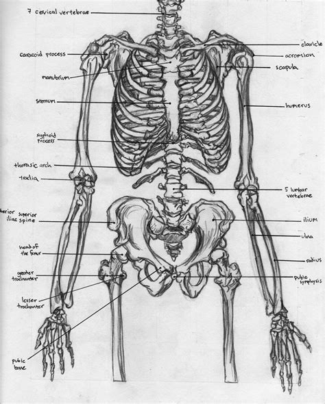 Labeled diagram of the human torso model page : Skeletal Torso - Anatomy by BadFish81.deviantart.com on ...