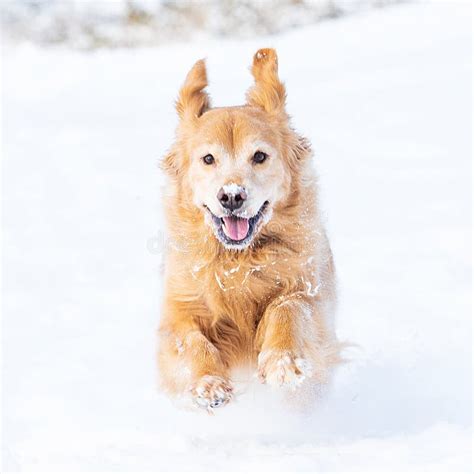 Happy Golden Retriever Dog Running And Playing In The Snow During