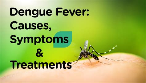 Dengue Fever Causes Symptoms And Treatments Watsons Philippines