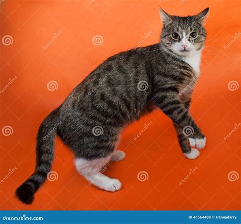 White And Striped Spotted Cat Plays On Orange Stock Photo Image Of
