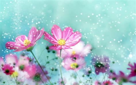 Find the perfect cute flower stock photo. Most Beautiful Nature Flower Pics Hd Wallpaper ...