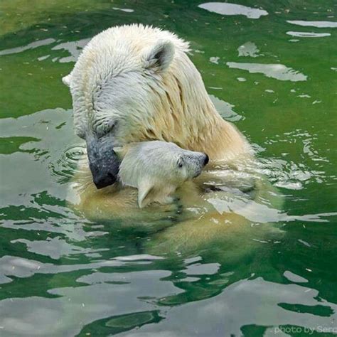 Mothers Love Baby Polar Bears Polar Bear Animals Beautiful