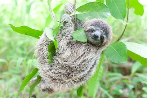 Find the perfect baby sloth stock photos and editorial news pictures from getty images. Adorable Sloth Pictures You Need in Your Life | Reader's ...