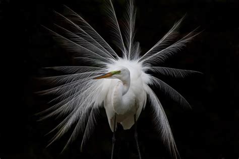 Check spelling or type a new query. How the Great White Egret Spurred Bird Conservation ...