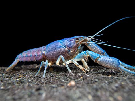 Electric Blue Crayfish Aquatic Arts On Sale Today For 1499