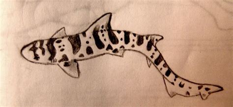 Leopard Shark By Aristotlerocks007 On Deviantart Shark Tattoos Animal