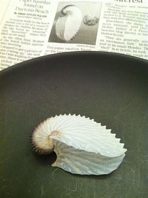 Paper Nautilus Found On New Smyrna Beach Smyrna Beach New Smyrna