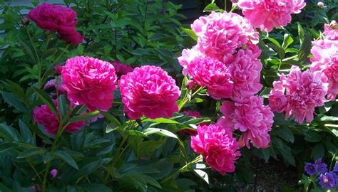 Is There A Way To Extend Blooming On Peonies Garden Guides