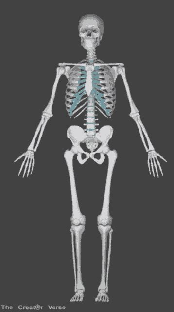Skeleton GIF Skeleton Discover Share GIFs