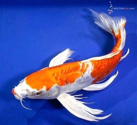 D Clint Wood Baby Butterfly Koi Fish For Sale