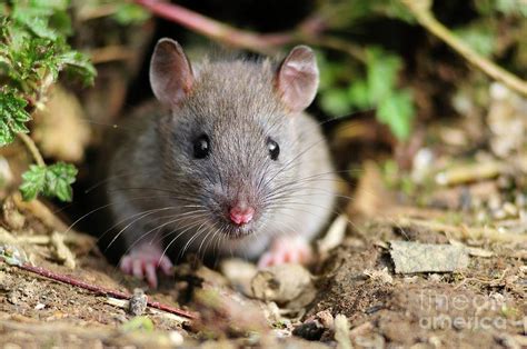 Brown Rat Photograph By Colin Varndellscience Photo Library Pixels