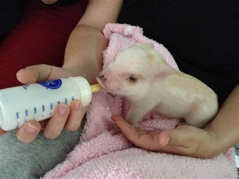 Bottle Feeding Was Fun Pet Pigs Pig Hamster