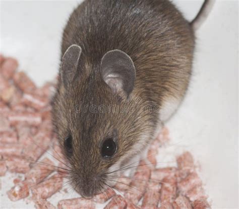 Small Brown Mouse Stock Image Image Of Furry Pest Eyes 83772577