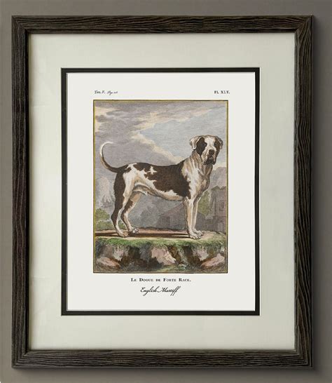 Vintage Dog Prints Antique Dog Illustrations T For A Dog Etsy