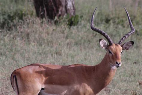 Gita Di Un Giorno Intero Al Cratere Di Ngorongoro GetYourGuide