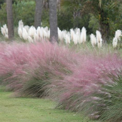Pink Muhly Grass Ornamental Grasses Grass For Sale