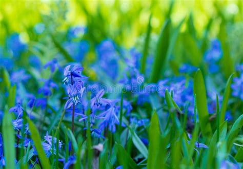 Blue Flowers Of The Scilla Squill Blooming In April Bright Spring