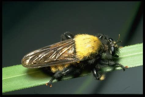 bexar county entomology insect of the month robber fly bee fly bee fly or weird fly what