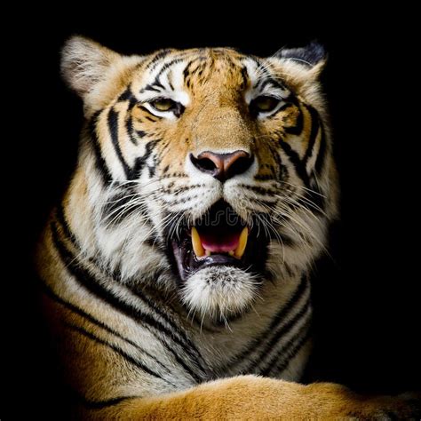 Tiger Portrait Of A Bengal Tiger Stock Image Image Of Wildlife