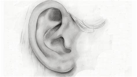How To Draw Realistic Ears Drawing Shading Tutorial Learn Step By Step