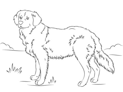 Some of the coloring page names are golden retriever clipart black and white cocker spaniel coloring png large, goldendoodle decal dog angry squirrel studio, labradoodle drawing google sgning labradoodle art labradoodle drawing labradoodle, labradoodle sketch photograph by karen sanderson, learn how to draw a mini. Dibujos Para Colorear De Perros Golden Retriever ...