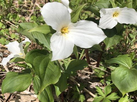 Wisconsin Wildflower Great White Trillium Spring Ephemeral