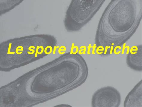 Ppt Le Spore Batteriche Powerpoint Presentation Free