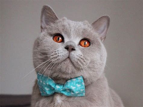 Why British Shorthair Cats Are Expensive Catsinfo