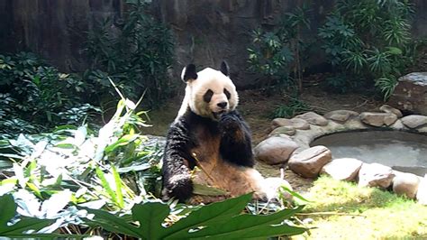 Search for text in self post contents. 香港海洋公園熊貓吃竹葉 - YouTube