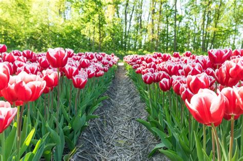 Tulipes Aux Pays Bas Où Voir Des Champs De Tulipes En Hollande