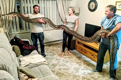 The Worlds Biggest Burmese Python Is This Mans Pet Snake