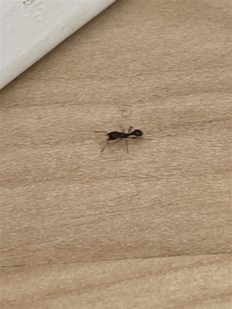 Can Anyone Tell Me What Type These Ants Are Rants