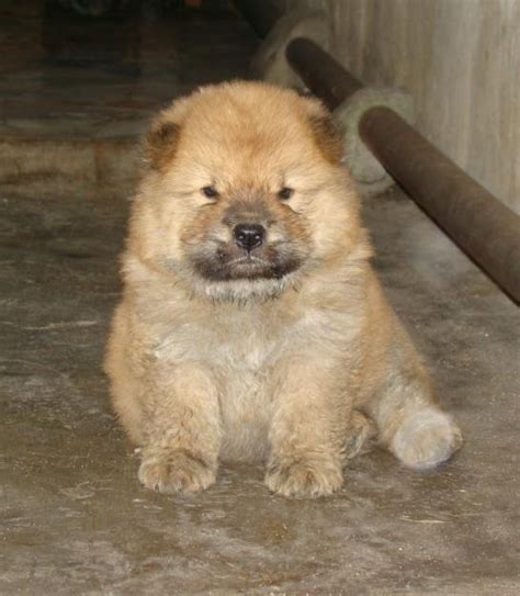 Very friendly and energetic with other pets. 12 Reasons Why You Should Never Own Chow Chows