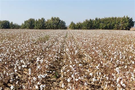 Cotton Fields Stock Photo Image Of Organic Picking 16734132