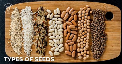Types Of Seeds For Unique Gardens 🌱🌟 Unearth A Spectrum Of Planting Options
