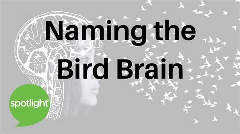 Naming The Bird Brain Practice English With Spotlight Youtube