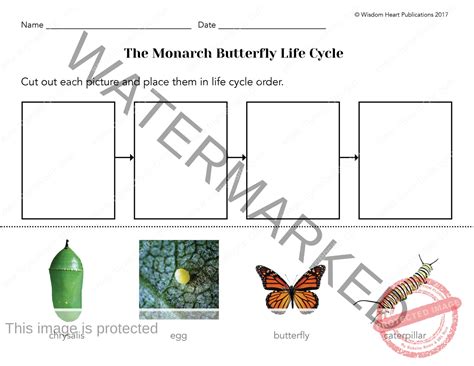 Butterfly Life Cycle Printable Booklet