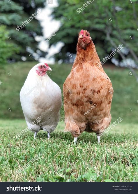 Two Chickens Best Buds Stock Photo 1731624784 Shutterstock