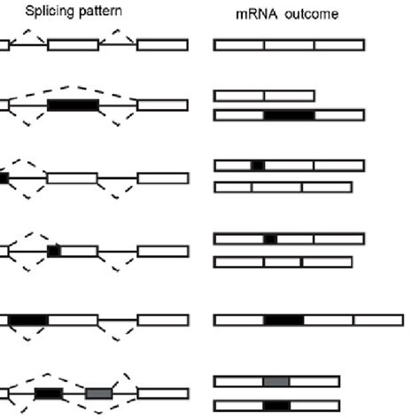 diagrammatic representation of the known alternative splicing patterns download scientific