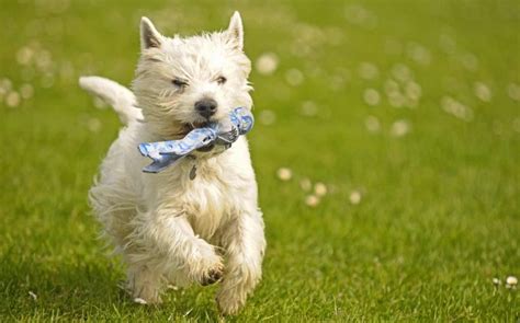 west highland white terrier temperament  personality energetic   aggressive