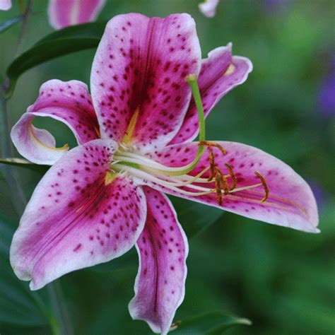Lilies Or A Lily Can Kill Your Cat Within Hours Hubpages