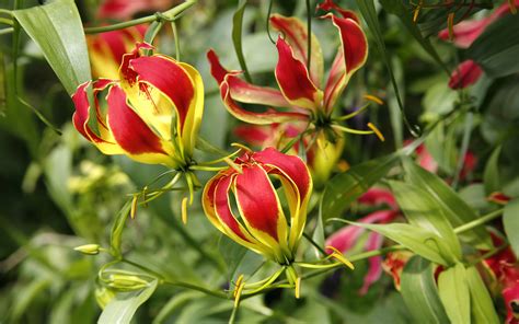 Flame Lily Wallpapers Images Photos Pictures Backgrounds