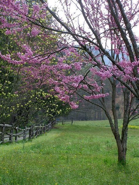 These include pruning, fertilizing and watering. Redbud | State Symbols USA